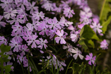 Fototapeta premium Lavender Phlox Rocky Road Periwinkle. 