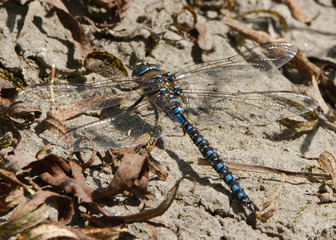 Dragonfly resting on river bank