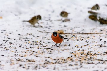 Forest birds live near the feeders in winter