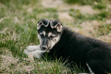 Obraz premium Eastern European shepherd puppy on the street