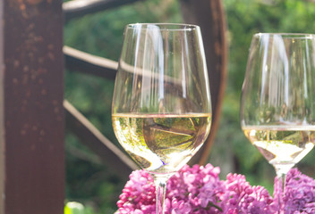 two glasses of white wine and flowering branches of lilac in the garden 