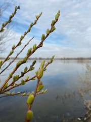  Buds on a tree by the river in spring