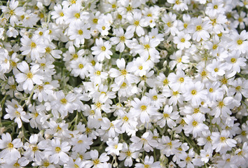 small white beautiful flowers close-up. background of summer flowers.