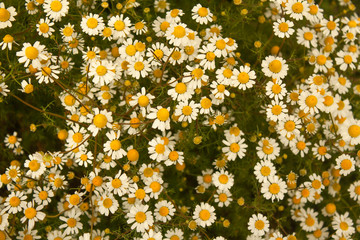 Fototapeta premium small daisy flowers close-up. background of summer flowers. medicinal plants.