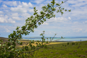 Blooming branch against a landscape of sky, lake, green hills and clouds