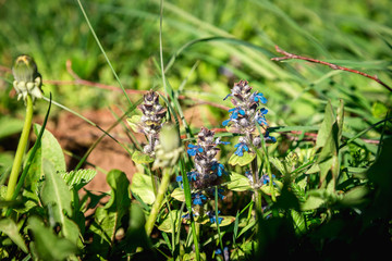 Small field flower close-up. Macro photo. Flower close-up. Blue flower. Beautiful bokeh. Artistic blur. Spring meadow.