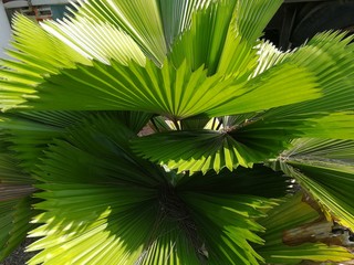 palm tree leaves