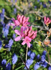 Pink azalea flowers bloom with blue mucari in a spring garden