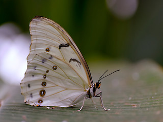 Closeup Polyphemus white morpho viewed of profile