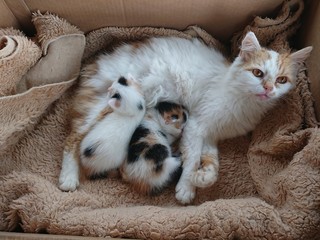 Kocia mama © Bogdan B