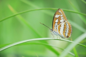 butterfly on leaf