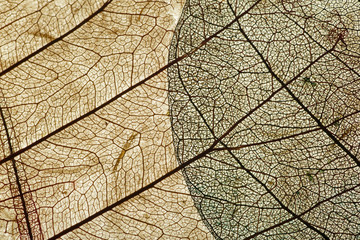 Leaves close up background. Dry in old leaves with a micro pattern on a light, decorative background. Nature, botany, biology and science concept.