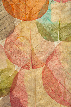 Leaves close up background. Dry in old leaves with a micro pattern on a light, decorative background. Nature, botany, biology and science concept.
