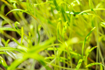 Green grass grows in the ground closeup