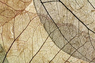 Naklejka na ściany i meble Leaves close up background. Dry in old leaves with a micro pattern on a light, decorative background. Nature, botany, biology and science concept.
