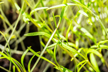 Green grass grows in the ground closeup