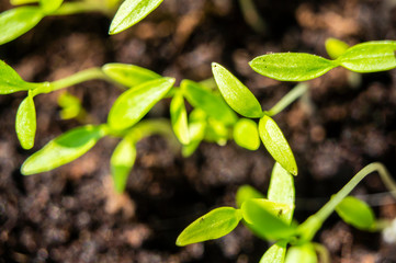 Green grass grows in the ground closeup