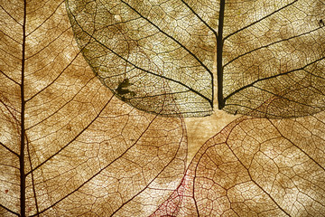 Obraz premium Leaves close up background. Dry in old leaves with a micro pattern on a light, decorative background. Nature, botany, biology and science concept.