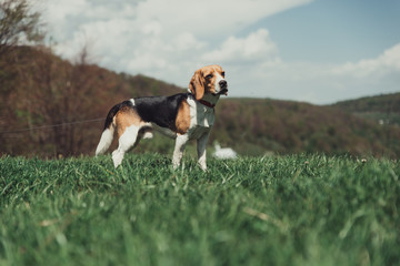 Naklejka na ściany i meble beagle dog running in the grass