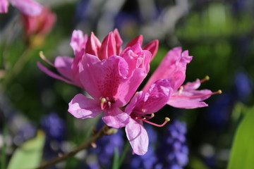 Pink azalea flowers bloom in a spring garden