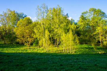 SOGreen forest with bright foliage in summer