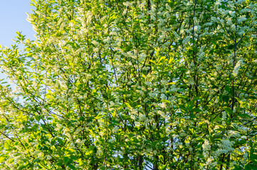 SOGreen forest with bright foliage in summer
