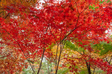 紅葉