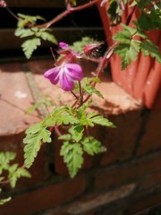 flowers in a pot