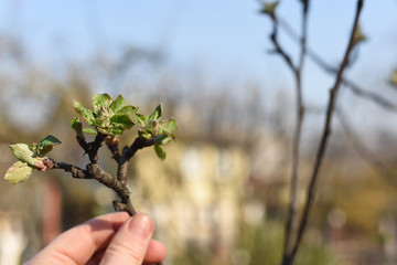 Fototapeta na wymiar hand holds a young branch of an apple tree with only emerging leaves