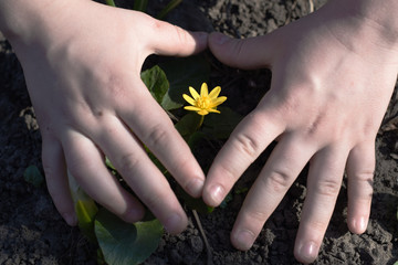 hands of a child and a small yellow flower growing in the ground. take care of nature. the concept
