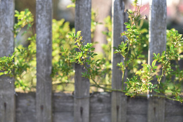 old wooden fence. branches of a plant grow through wooden boards. Spring. beautiful background. selective focus