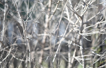 pattern of branches without leaves. selective focus. Abstract background.