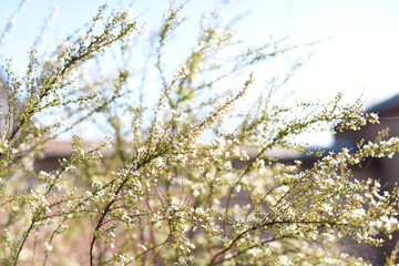 bush branches with white little spring flowers. background. 