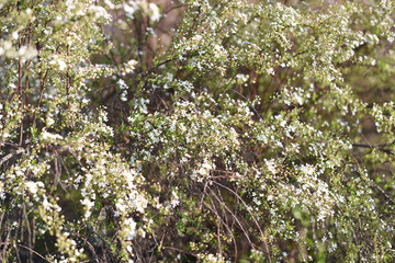 bush branches with white little spring flowers. background. 