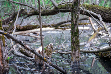 The dark water of the swamp. Trees, branches, and stumps protrude from the water. Trees gnawed by beavers.