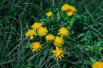 Close-up of blooming yellow dandelion flowers in the garden in spring. Detail of bright common...