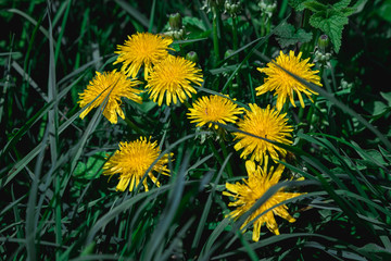 Close-up of blooming yellow dandelion flowers in the garden in spring. Detail of bright common dandelions on a meadow in spring. Yellow on green.