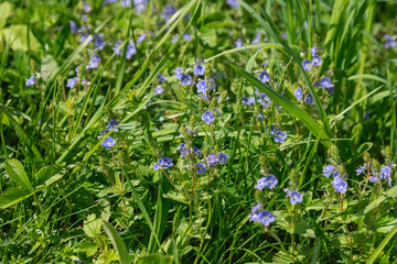 Small field flower close-up. Macro photo. Flower close-up. Blue flower. Beautiful bokeh. Artistic blur. Spring meadow.