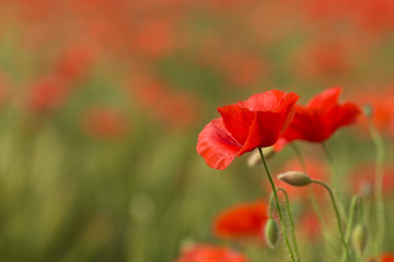 red poppy in the field