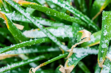 Green plants leaves under snow up closeup