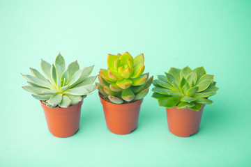 Succulent plant background. Home plants cactus on a green background. Lifestyle and flatlay concept, copy space