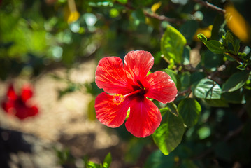 Obraz premium Beautiful red hibiscus flowers