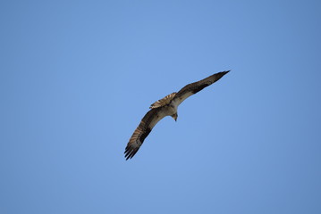 Osprey in flight