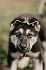 Eastern European shepherd puppy on the street