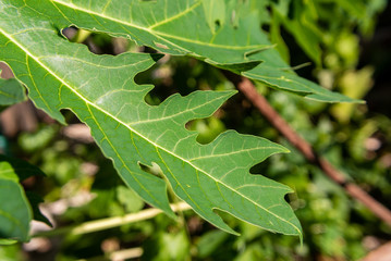 papaya leaves in morning