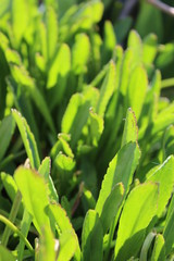 New leaves growing on Shasta Daisy plants