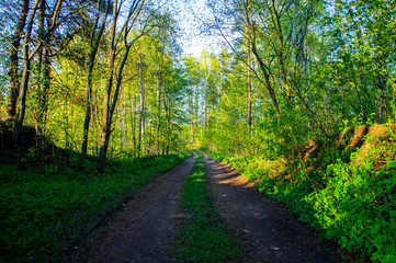 Country road near near the forest in the evening at sunset