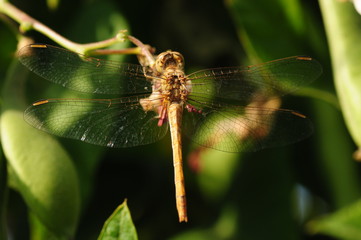 Colorful Dragonfly resting on a twig with blurred green nature background