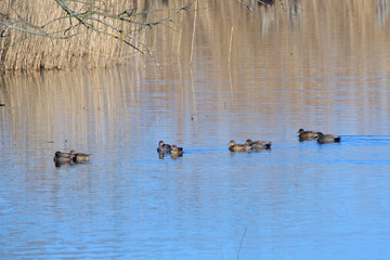 Schnatterenten in der Oberlausitz