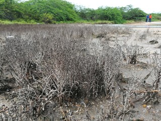Died salt marsh plants because of high concentration